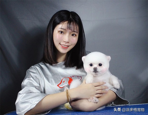 派多格宠物南京,派多格宠物学习美容多少钱