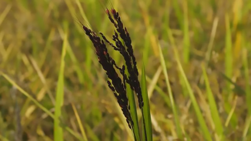 90后放弃城市打工回农村种果园,90后放弃百万收入