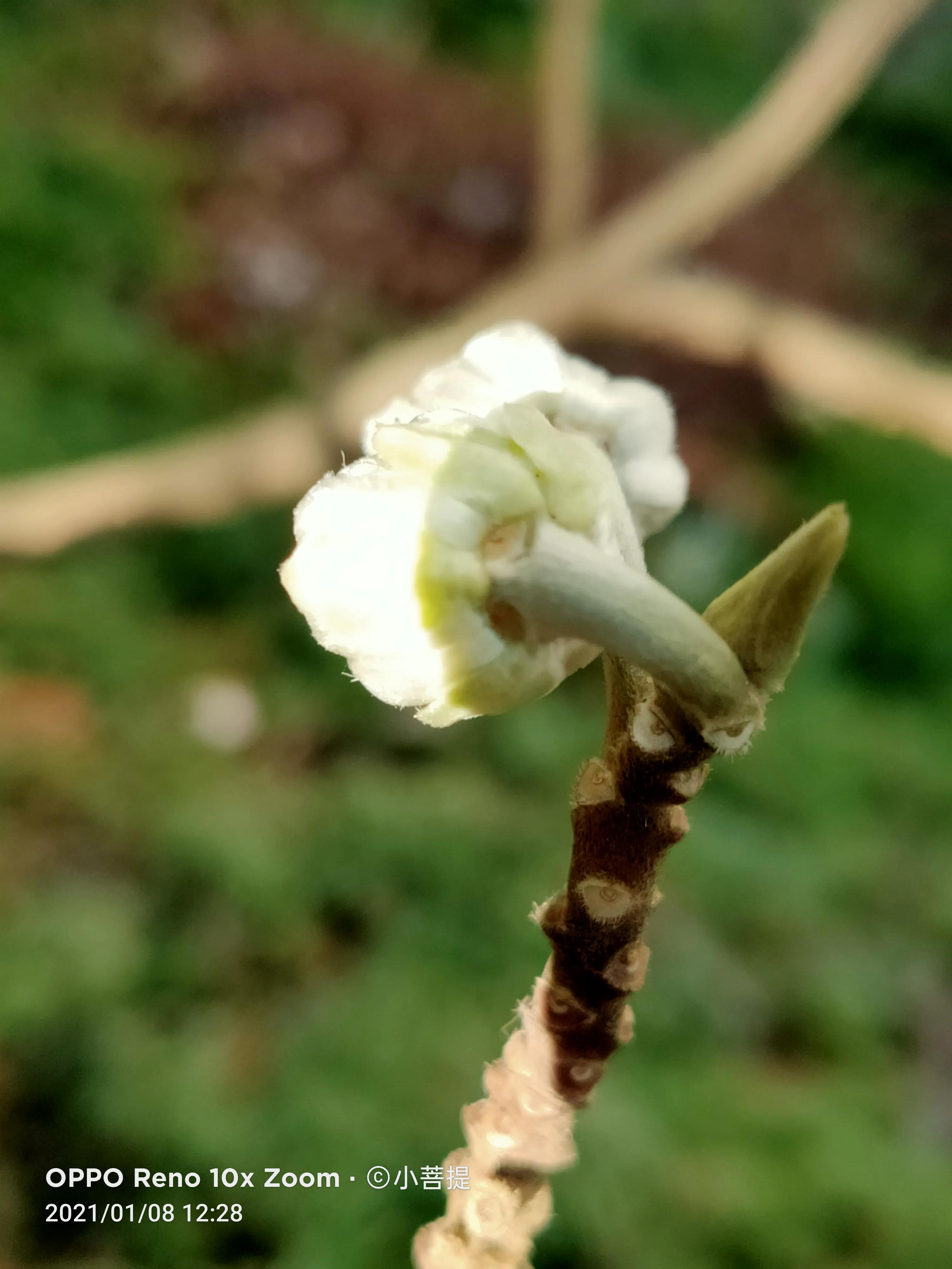 这就是爱情树，若在枝上打两个同向的结，就能得到甜蜜爱情和幸福