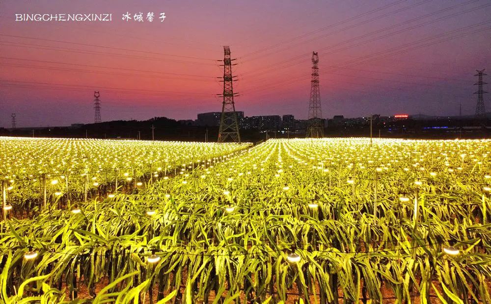 做把“村姑”,走进海南灯火灿烂的火龙果园