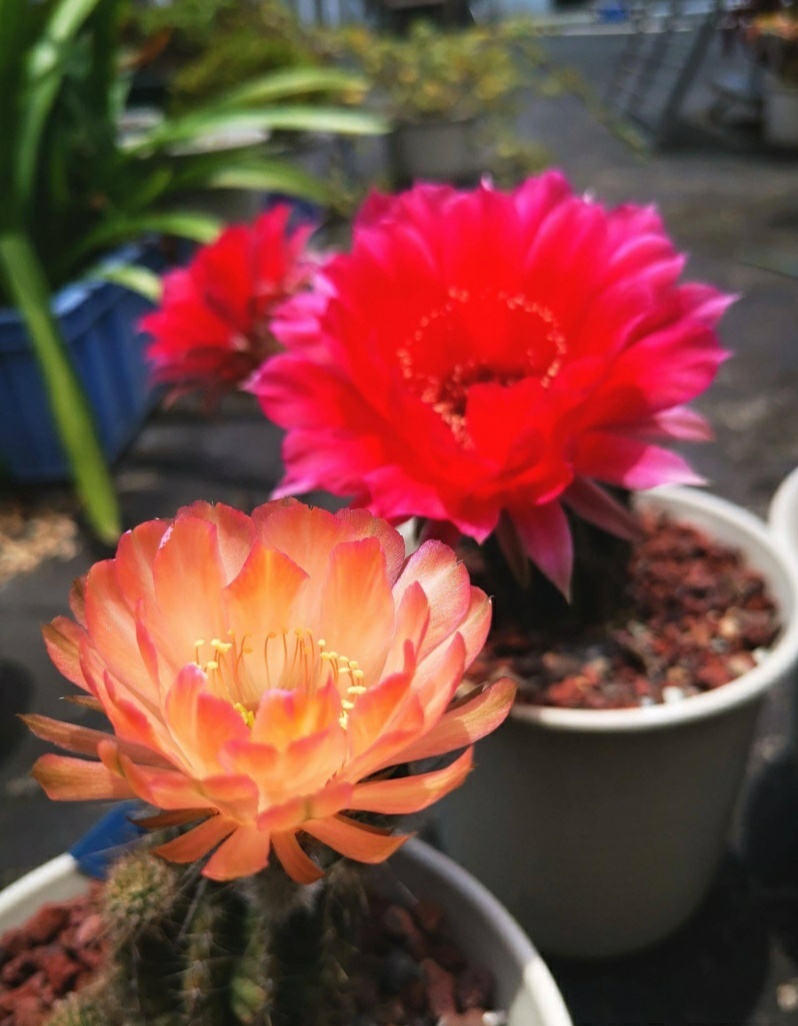 “常年丑貌君不问，一日花红万户惊”——仙人掌的产地及精品赏析