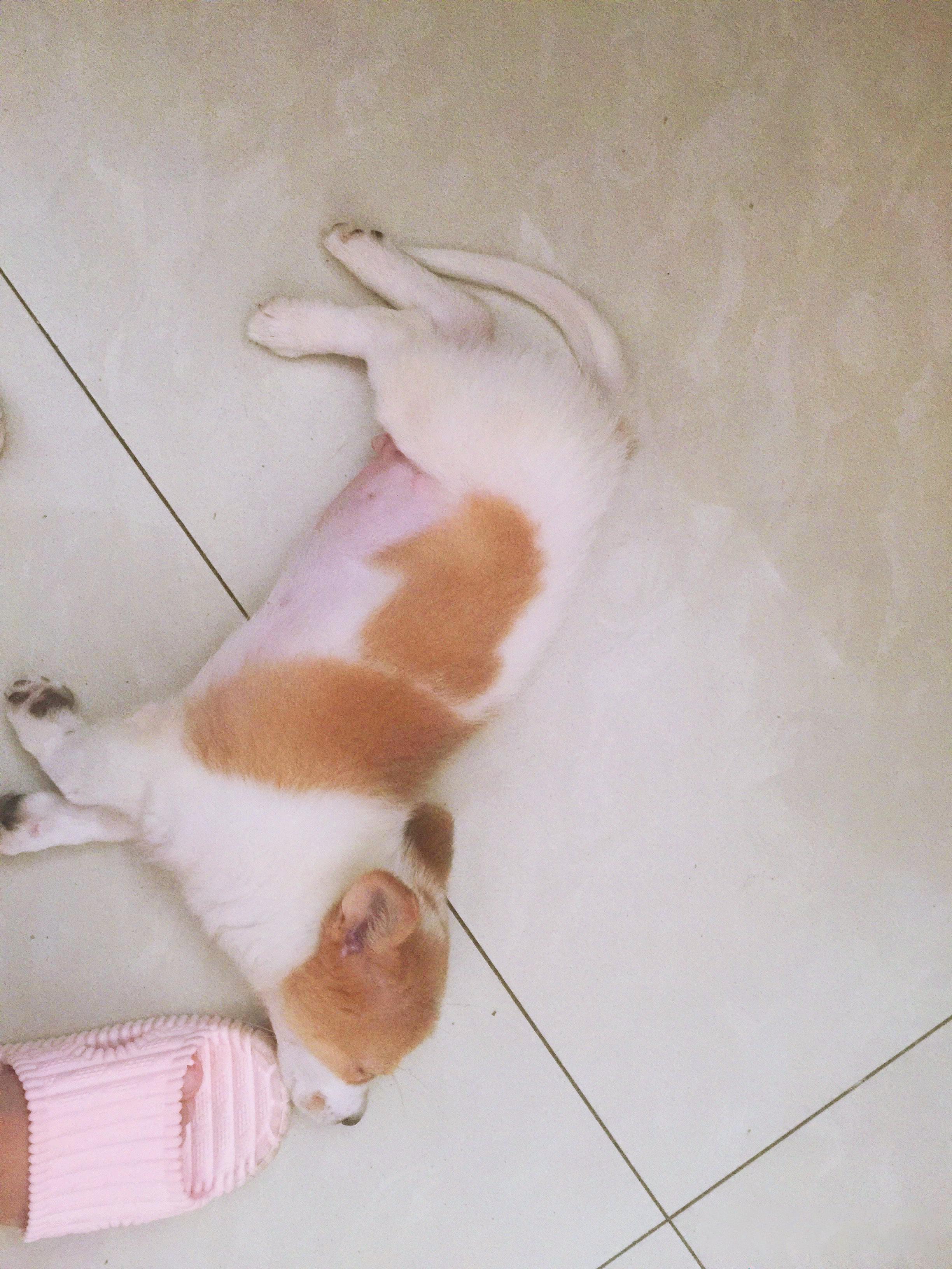 养一只很乖的狗是什么体验,养一只聪明的狗是什么体验