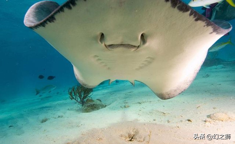 魟鱼的几个危险动作,魟鱼老是受惊吓