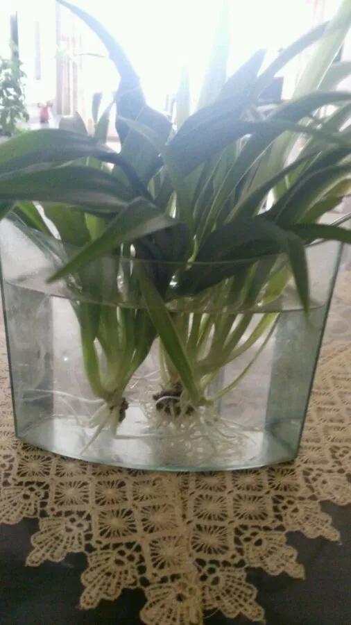 塑料瓶绑在月季上能生根吗视频,水扦插适应哪些花卉