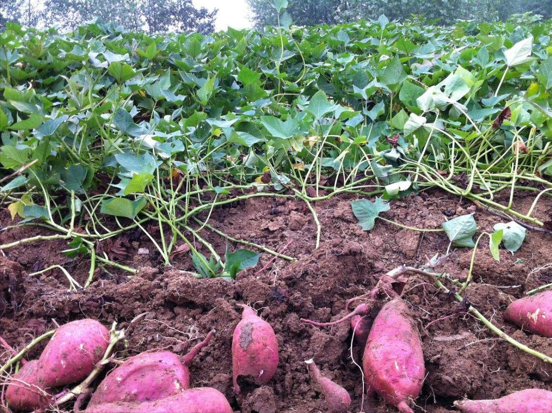 红薯属于农产品吗,红薯作为主要粮食作物