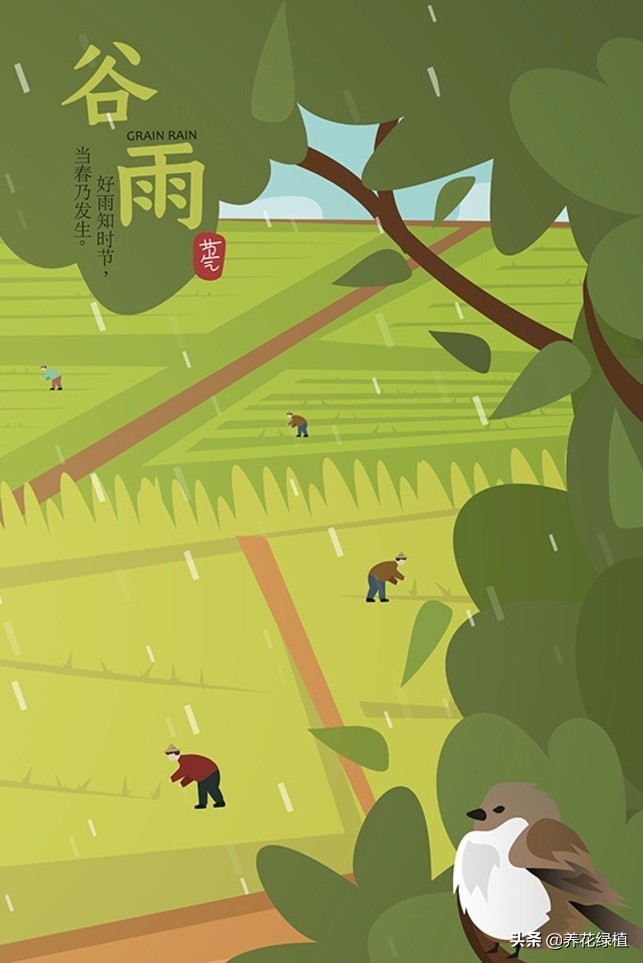 谷雨是什么节呢,谷雨节都举行什么活动