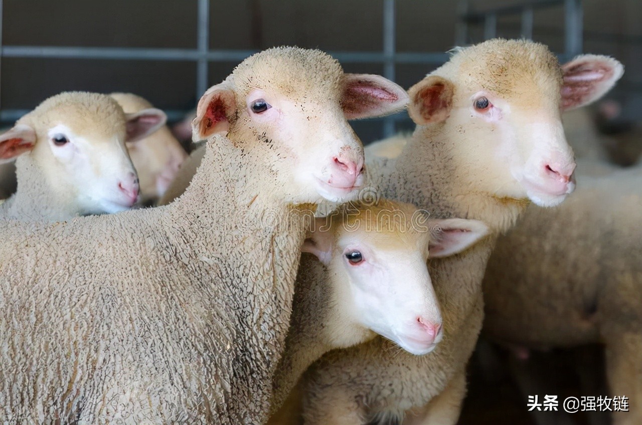 羔羊软瘫的原因及治疗方法,羔羊软瘫怎么办