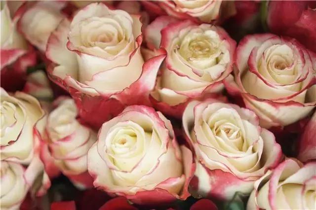 玫瑰大全|说到玫瑰只能想到红玫瑰的,建议你好看看本文!