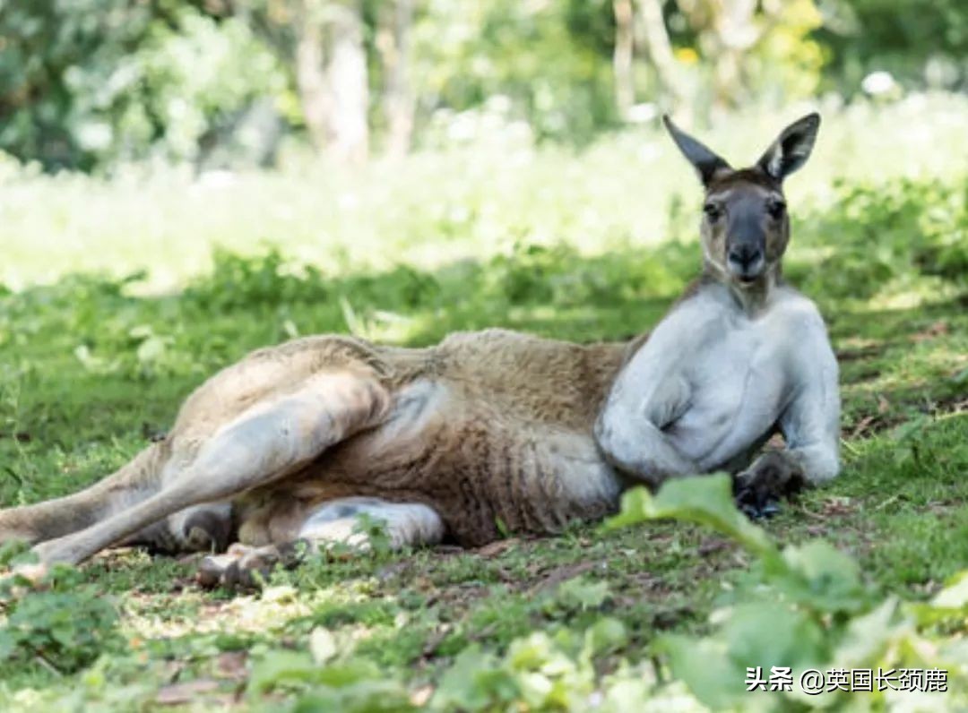全球十大最受欢迎的野生动物园,伦敦十大动物园
