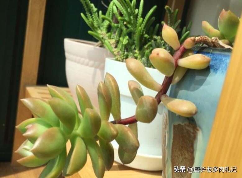 多肉秋丽和雪莲的区别,多肉黄丽和白牡丹区别