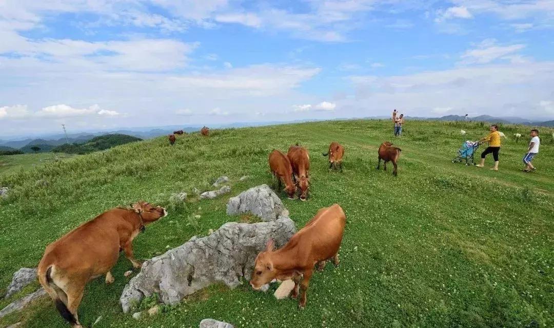 中国“林海”，你可能还不知道，这是一个低调很久了高颜值县城！