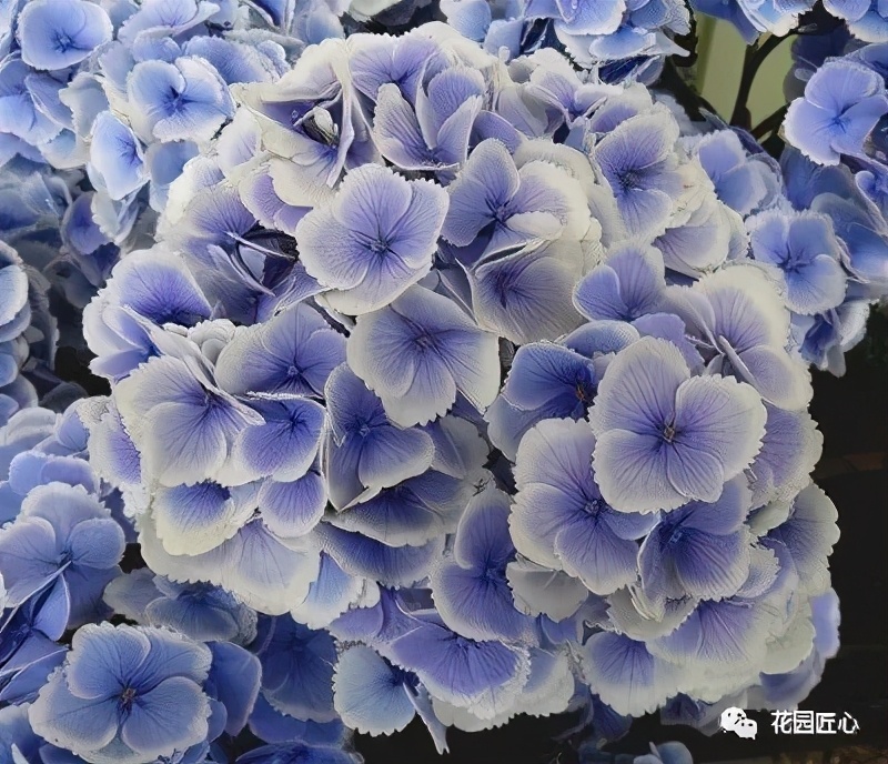 最漂亮的十种绣球,最省心的绣球