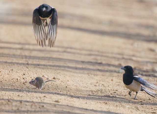 追兔捉鹰,撵兔子逮鹰的话