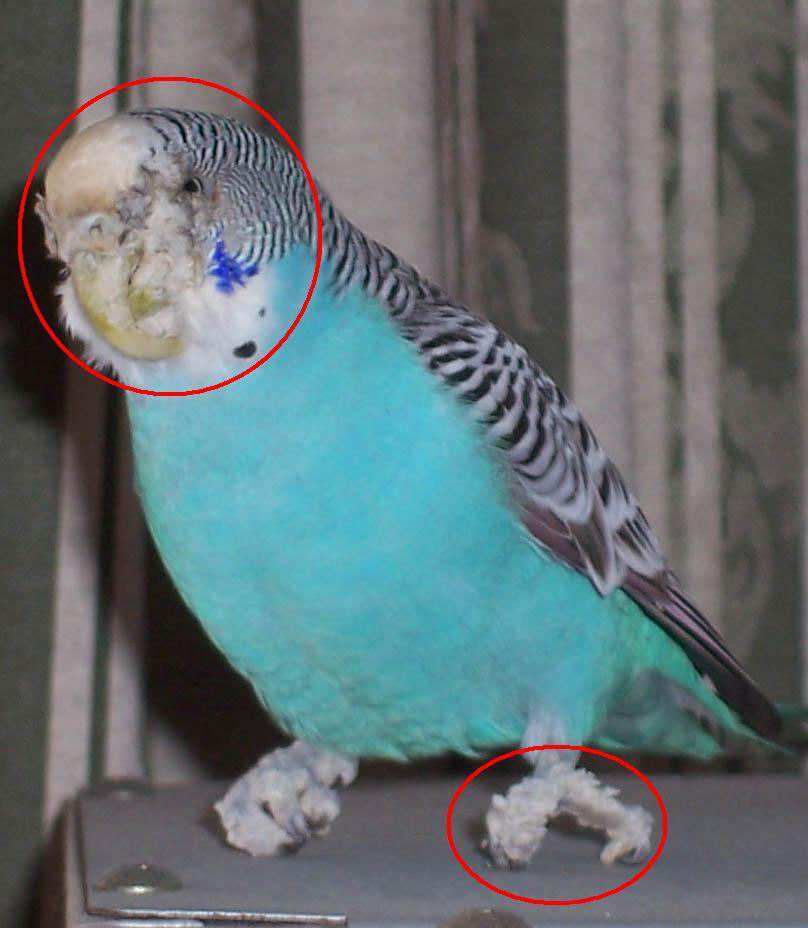鹦鹉的常见疾病和治疗,鹦鹉为什么会有跳蚤病