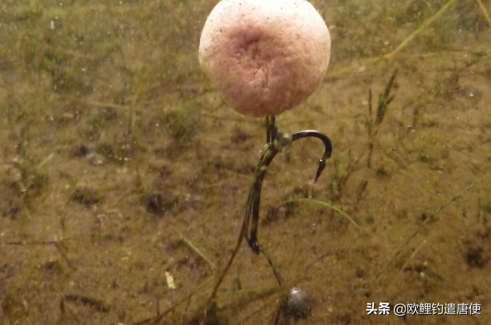 话说欧鲤钓之科学篇,欧鲤钓知识讲解