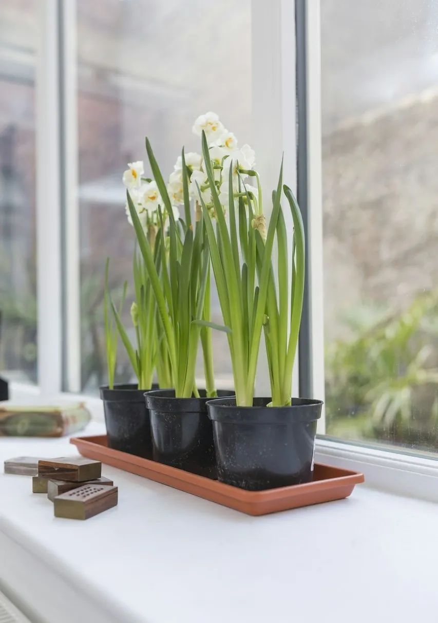 水仙球哪里品种好,水仙挑选方法