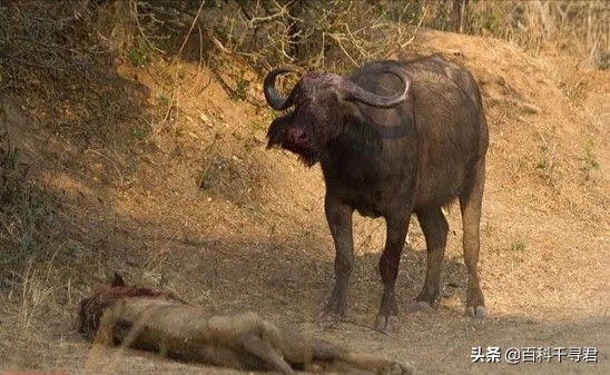 王者也会栽跟头——盘点在野生环境中杀死过成年老虎狮子的动物