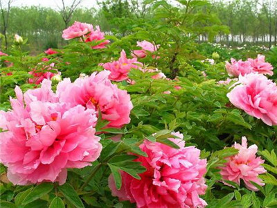 牡丹怎样种植好,室内种植牡丹