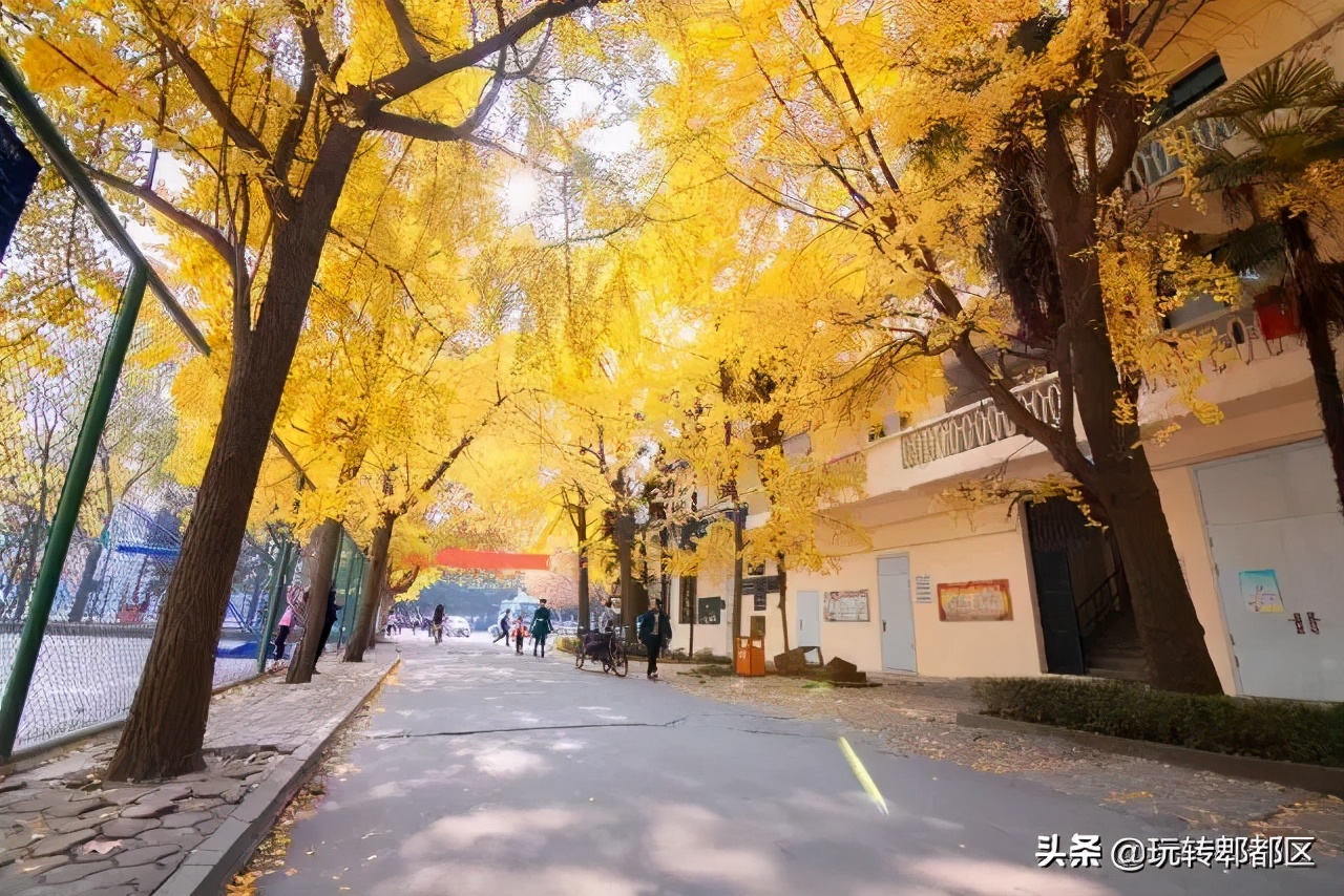 郫都区十大银杏打卡地,郫都区看银杏最好的地方