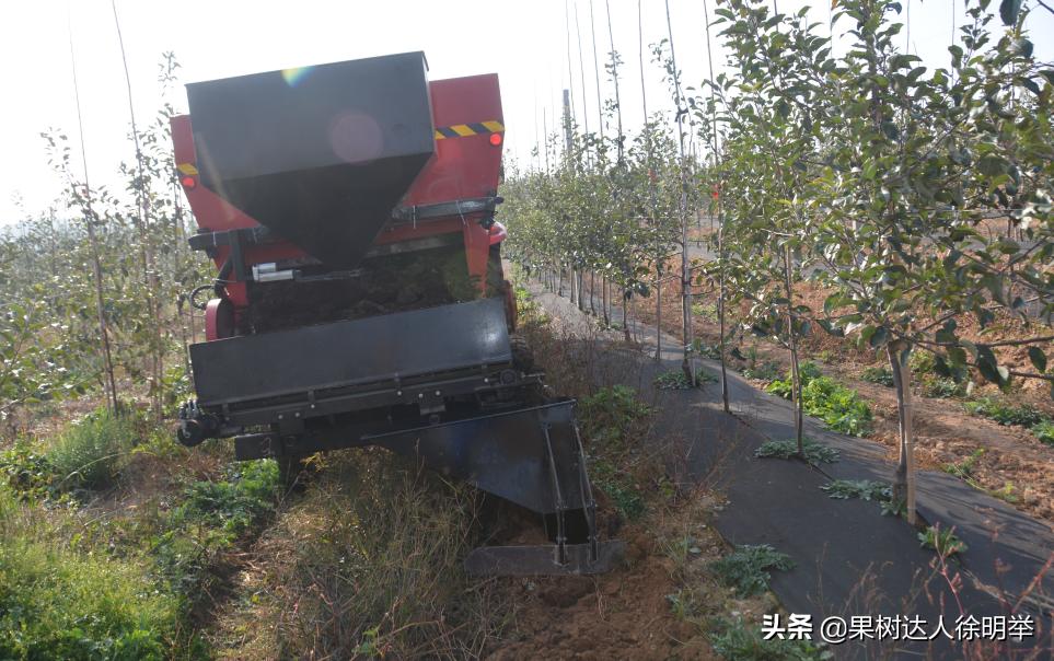 苹果黑点防治最好的是什么药,苹果黑点病用啥药防治