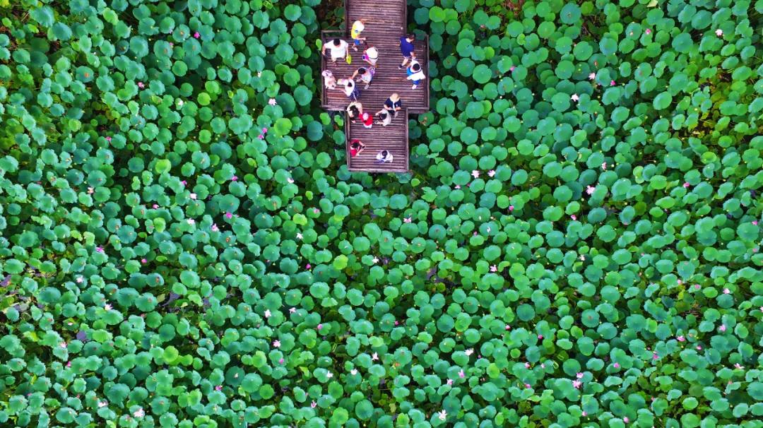 游玩赏荷花景点推荐,国家4a级景区荷花花海介绍