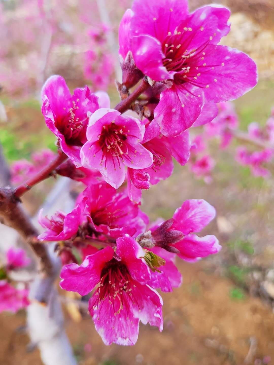 灼灼其华桃之夭夭的全文,灼灼其华的灼灼