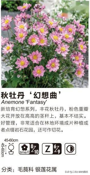 鍥壓鑺卞崏绉嶆鐭ヨ瘑鍏ラ棬,鑺卞崏鍥壓濡備綍鍏ラ棬