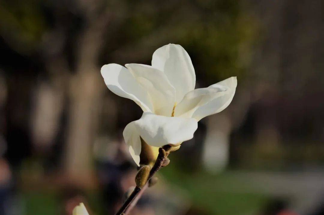 抗疫诗歌大展之二十|山水没有籍贯,连着我们的姓氏