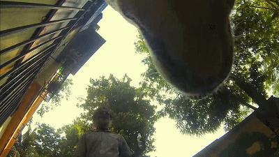 养一只流浪狗的感受,流浪狗的真实内心独白