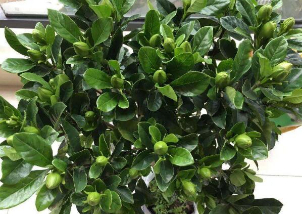 栀子花黄叶的原因及处理方法图片,栀子花几种黄叶现象