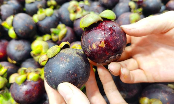 山竹怎么挑选公母不白吃,山竹怎么挑公母区别好坏