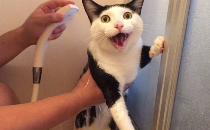 流浪猫收养注意事项洛阳,收养流浪猫幼崽注意事项