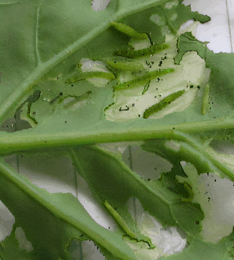 小菜蛾用诱虫灯能灭吗,小菜蛾几乎对所有药剂都有抗药性