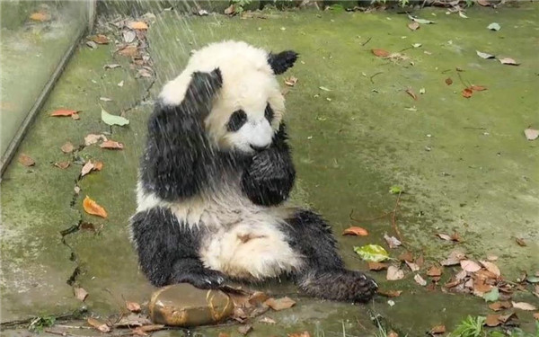 真的有增大水流的花洒吗,日本淋浴花洒喷头