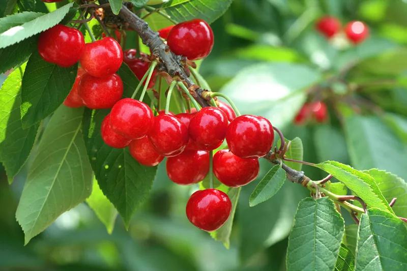 入夏后，这几种碱性水果不妨多吃,夏季多吃这六种碱性水果