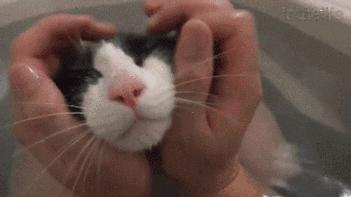 哪些养猫行为让猫痛苦,哪些养猫行为其实让猫承受痛苦