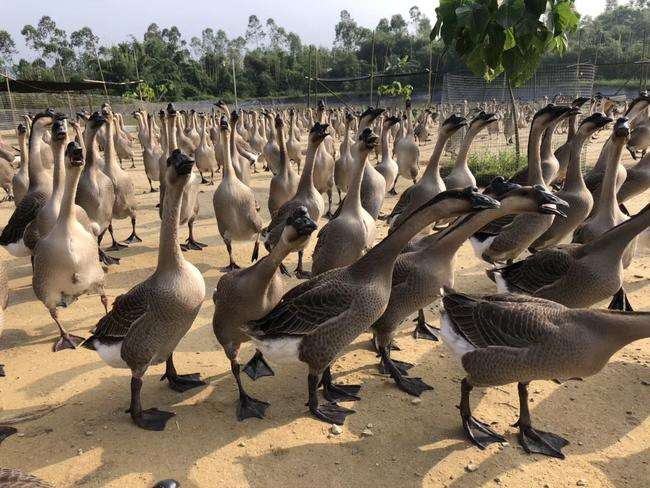 养肉鹅养哪个品种,什么品种的肉鹅容易饲养