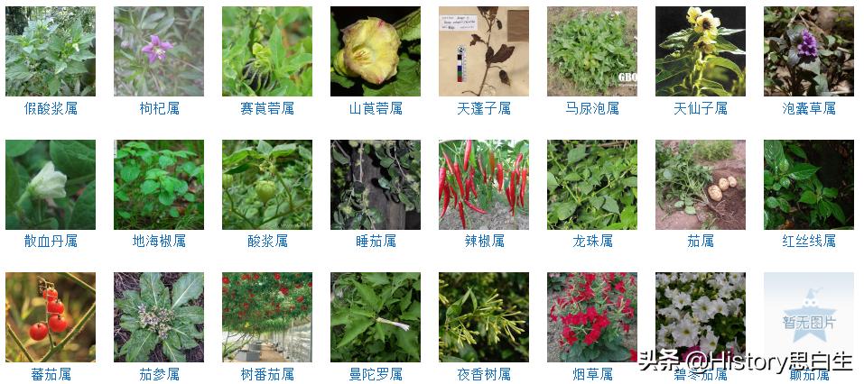 吸烟史翻译,吸烟史超过20年