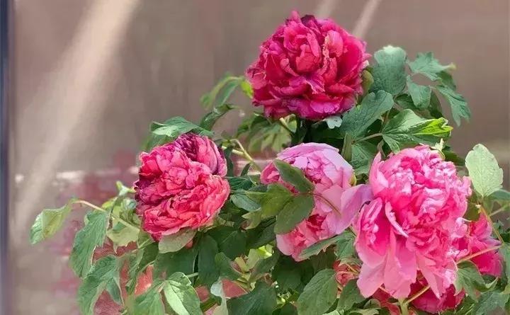 常见植物大全视频,常见的木本植物有哪些