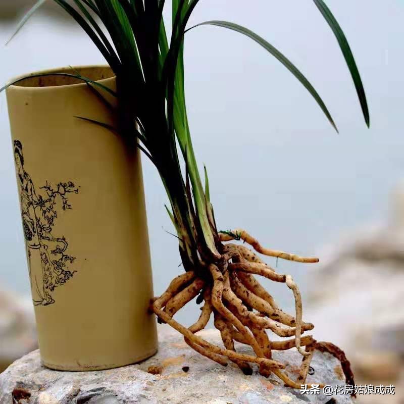 兰花换盆用什么土比较好,兰花换盆用的土怎么配