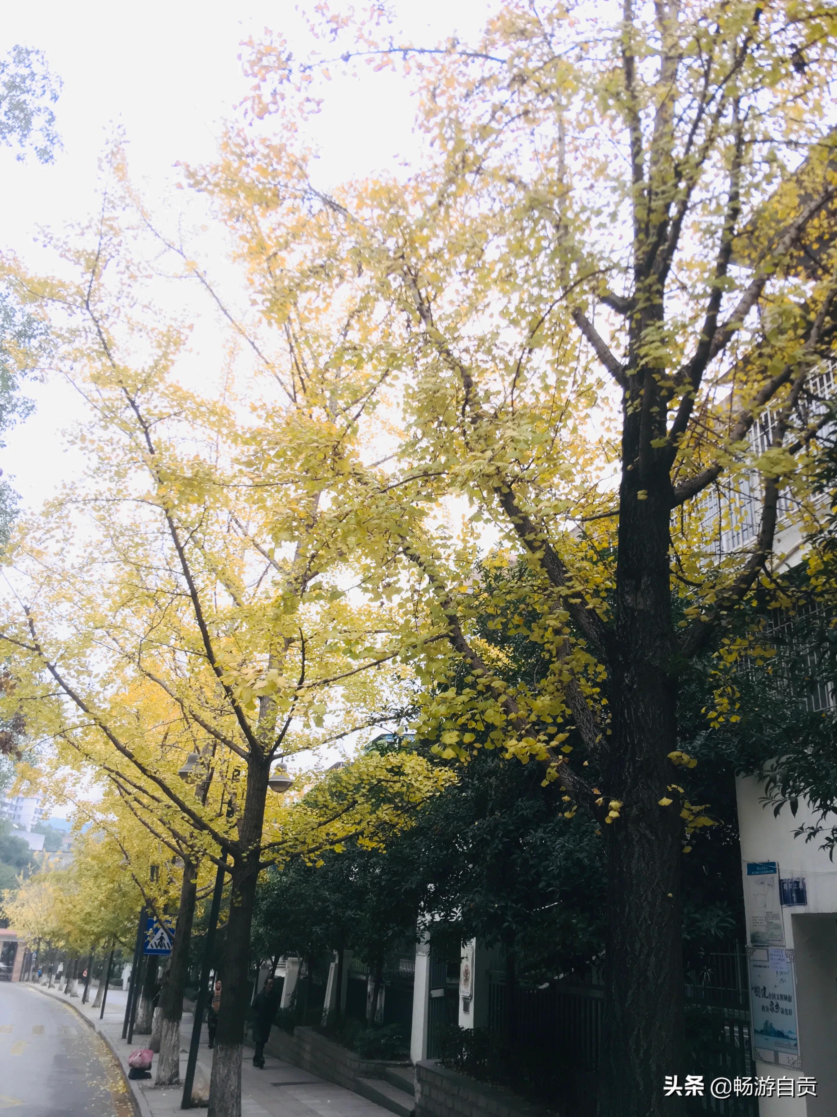 恰逢仲冬季节，追寻自贡唯美黄金叶