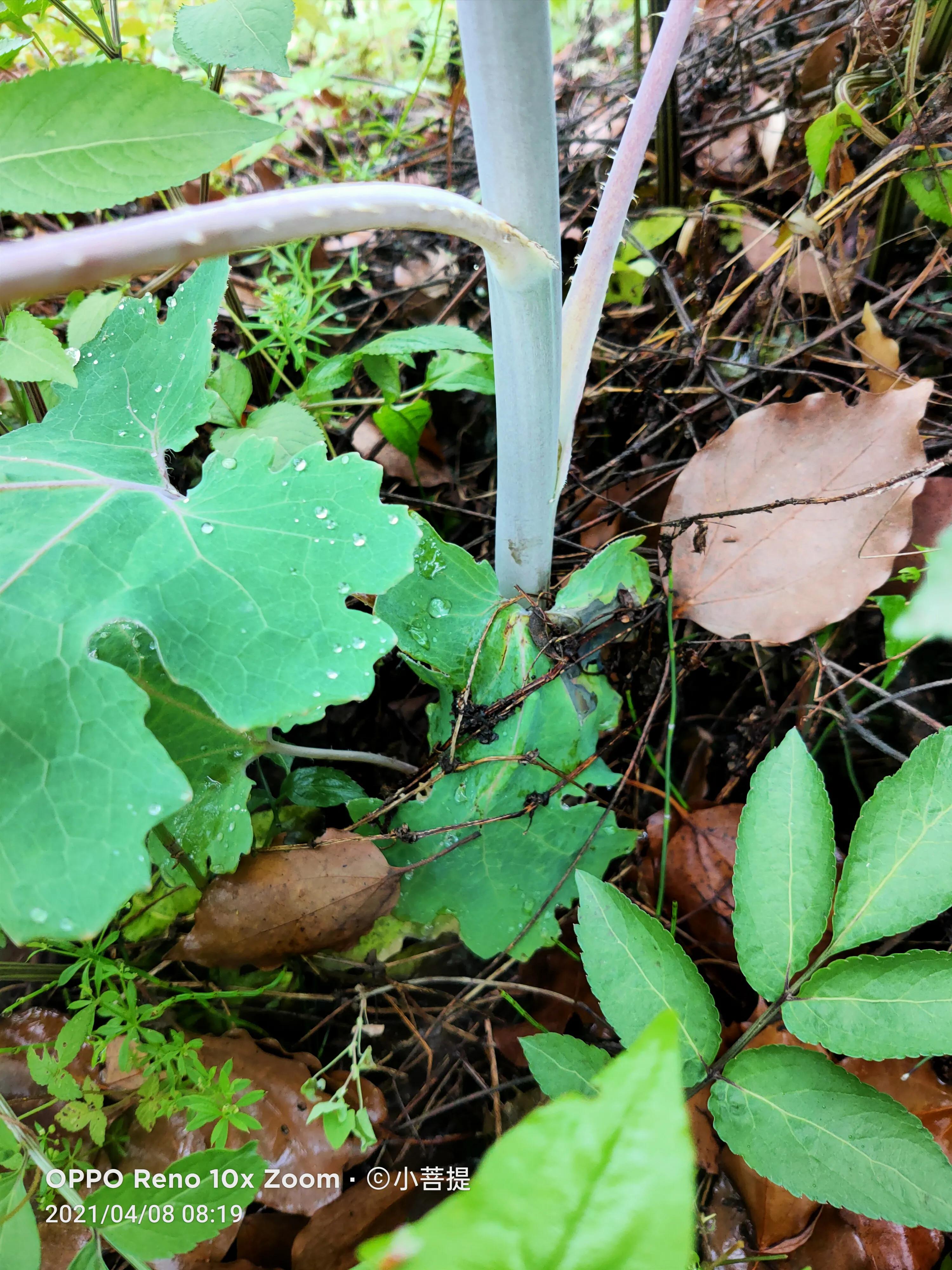 这种在草本里显得特别高大美丽的植物是罂栗的亲戚