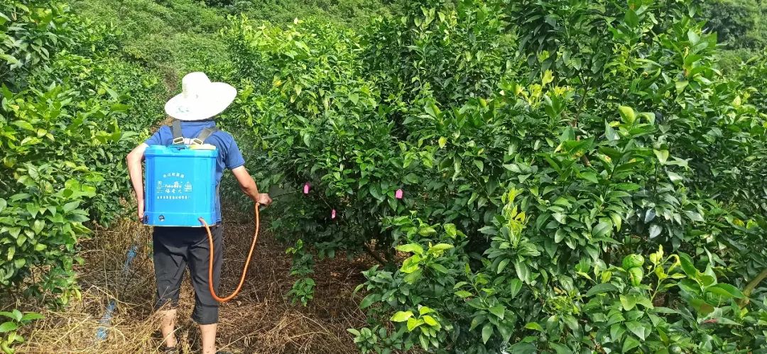 警惕!黄龙病发病率远超红线,木虱防治4大攻略必须牢记