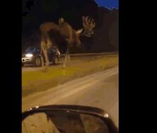 在美国开卡车能干什么,怎么去美国合法开卡车