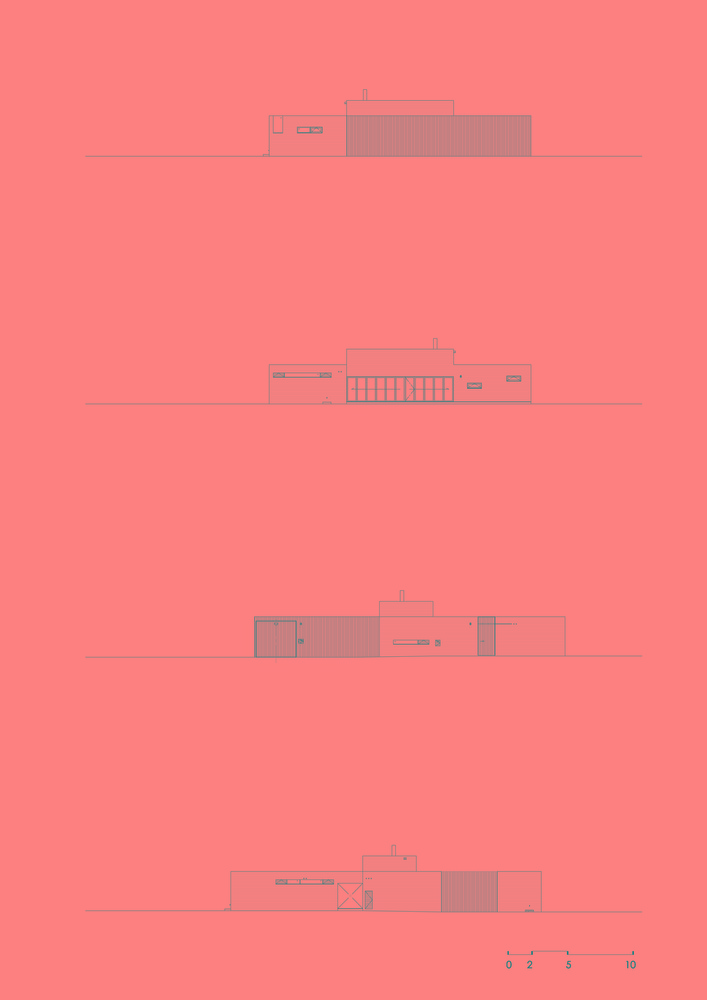韩国蒲公英,韩国野生蒲公英的种植