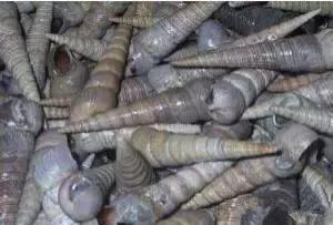 渔民海鲜大全,渔民整理的海鲜河鲜大全