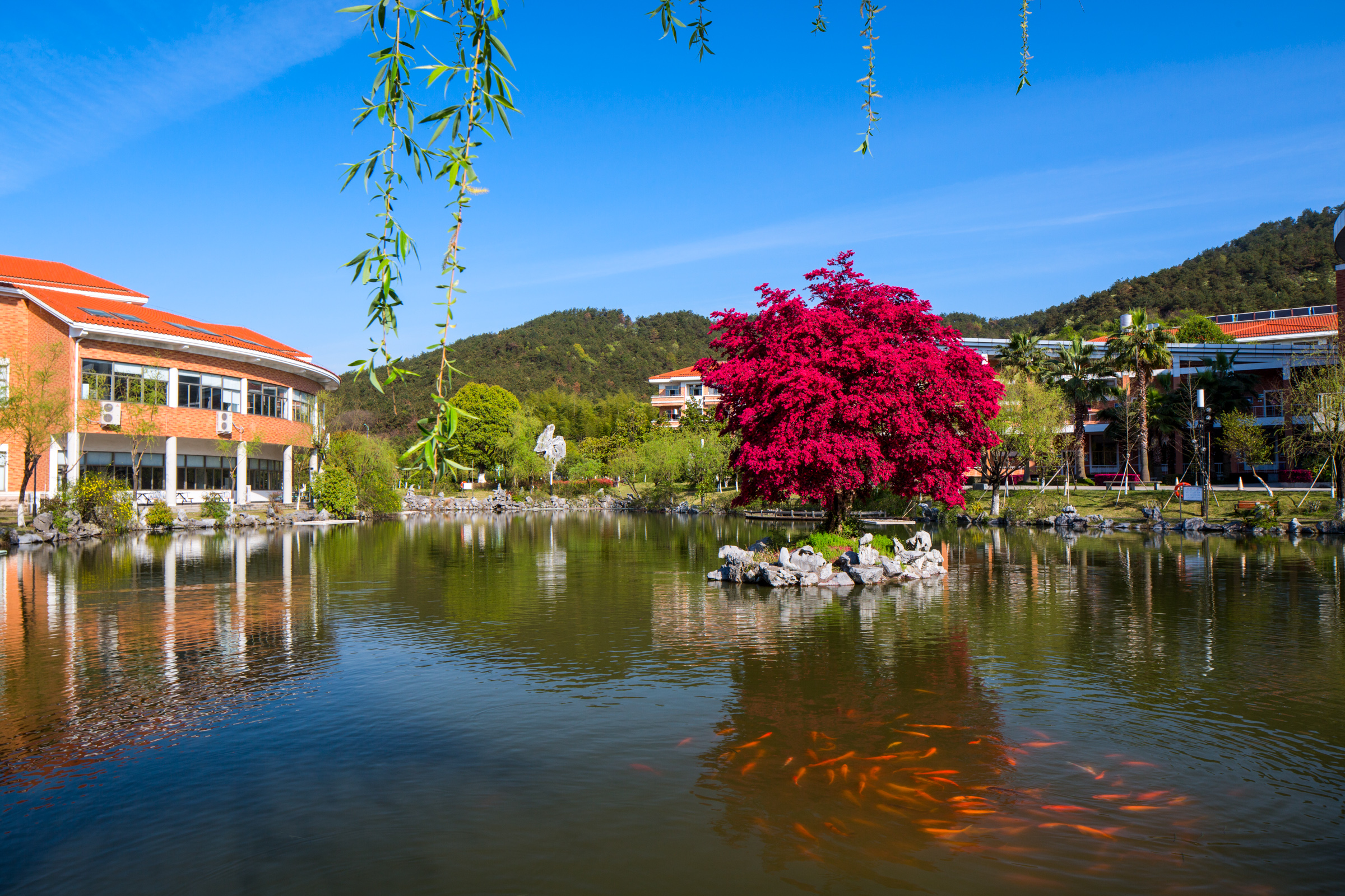 满园春色关不住,义乌中学内的一株红花檵木赢得老师纷纷赋诗赞美