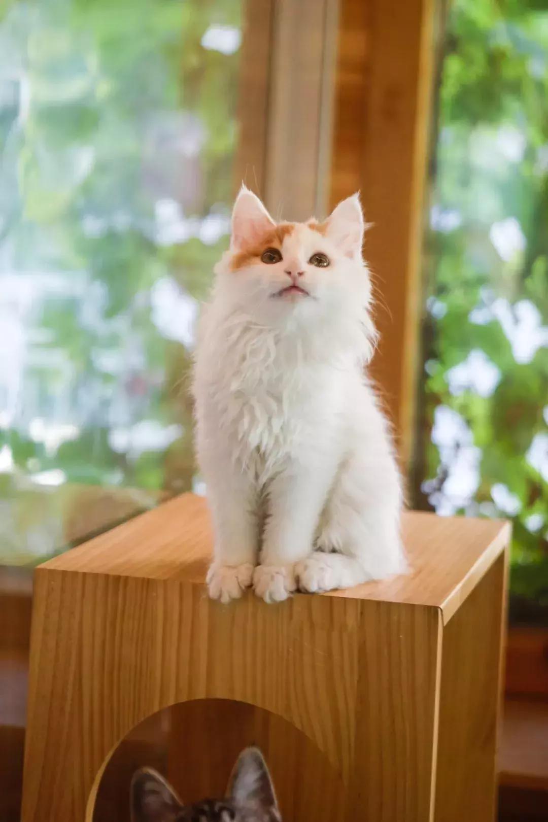 上次没领到猫的亲们，第二波小盆友来啦