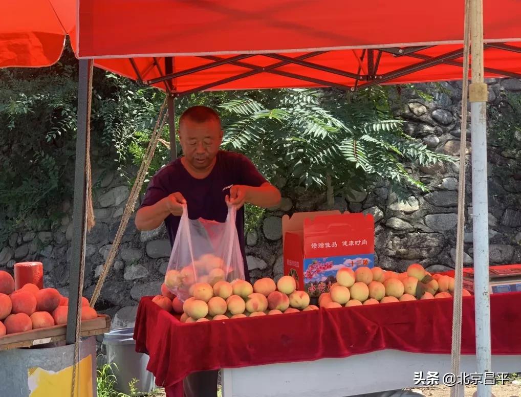 昌平鲜桃采摘地点,桃醉一夏