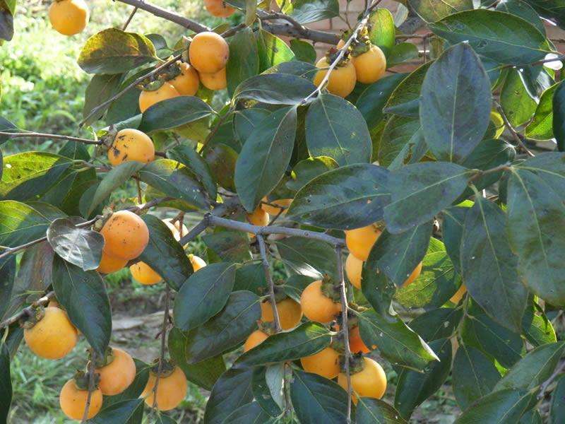 柿子坐果不好全落果是怎么回事,柿子现在大量落果用什么药能治